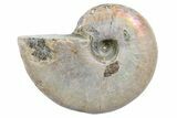 3/4" Silver Iridescent Ammonite Fossils - Photo 2